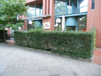 Pflege, Hecke schneiden