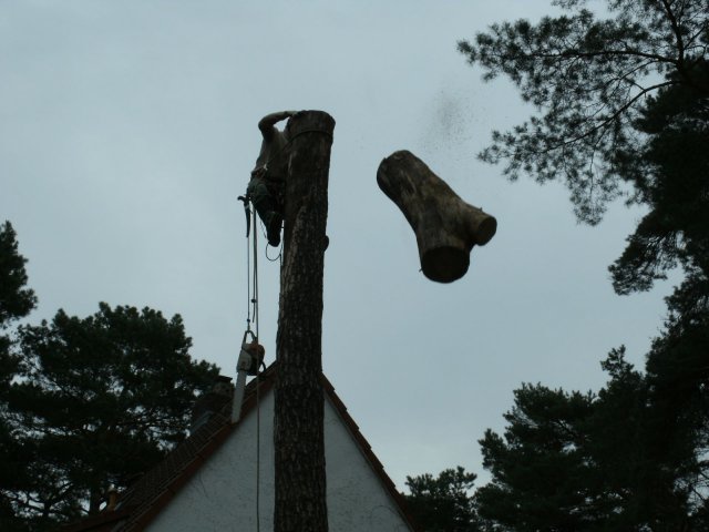 baumarbeiten0014