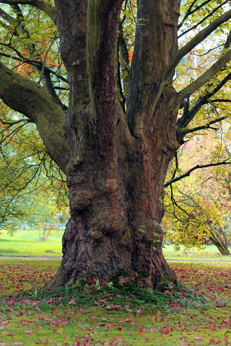 Alter, gepflegter Laubbaum – Baum & Garten Berlin